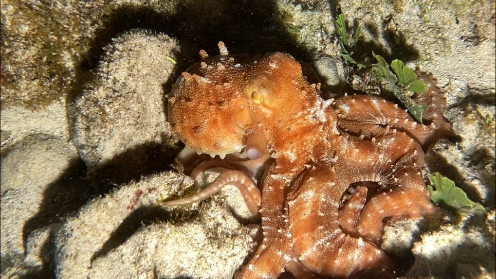 Snorkel Nocturno en Cozumel