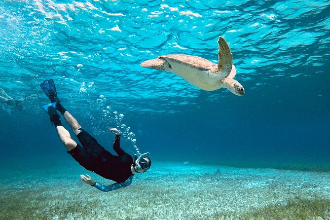 Snorkel Tour Privado al Santuario de Tortugas en Cozumel