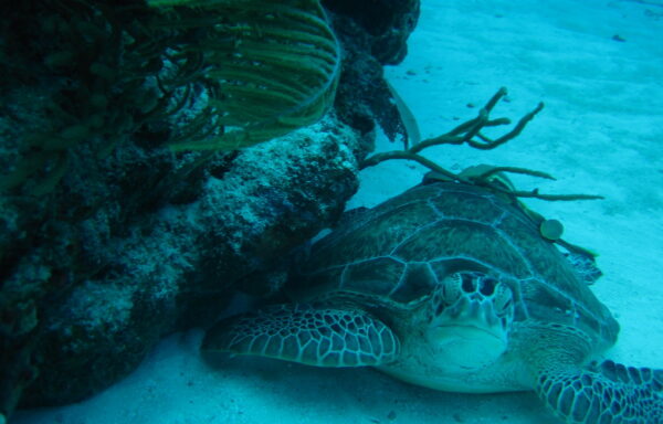 Cozumel Turtle Sanctuary Private Tour + Money Bar Beach