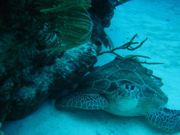 Turtle Sanctuary with our private tour