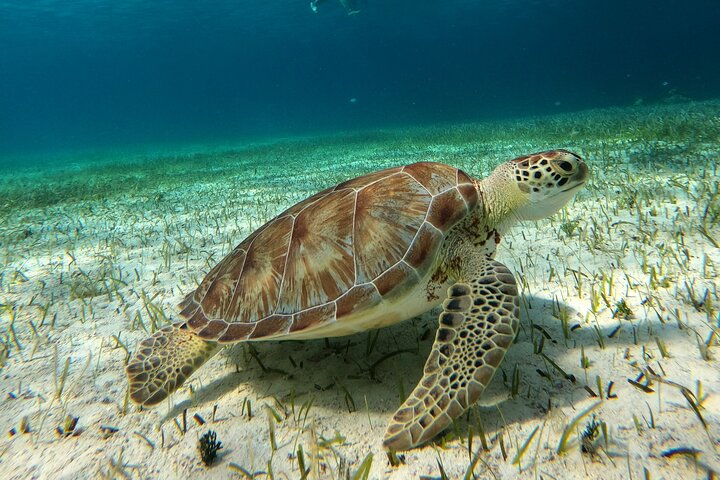 Green Turtle Cozumel