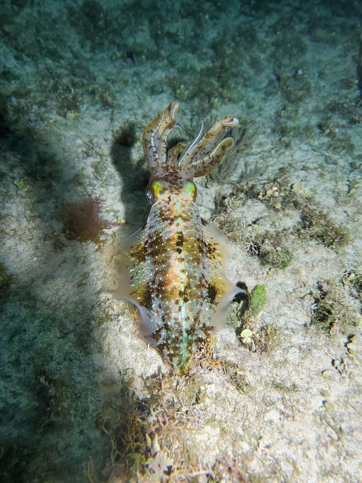 Snorkel nocturno en Cozumel - Descubre los arrecifes de Cozumel de noche, ¡ubicación exclusiva!